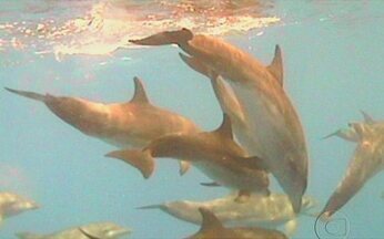 Atol das Rocas - No programa, tivemos dois convidados muito especiais: a campeã olímpica de iatismo Isabel Swann e o piloteiro de barcos no Pantanal Rosenvaldo Silveira. Ele é um pescador do Mato Grosso do Sul que sabe tudo de rio, mas nunca tinha visto o mar.