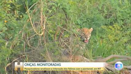 Pesquisadores analisam a interação de onças com o pantanal, em Mato Grosso