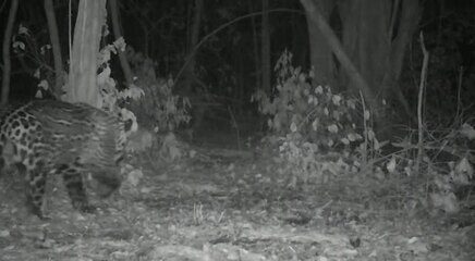 Onças são monitoradas no Pantanal de MT