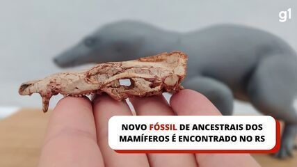 Novo fóssil de ancestrais dos mamíferos é encontrado no RS