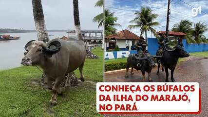 Conheça os búfalos da Ilha do Marajó, enredo da Paraíso do Tuiuti