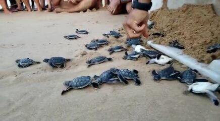 Filhotes de tartaruga-marinha são soltos no mar de Fernando de Noronha