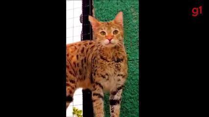 Único no Brasil com gatos Savannah, gatil no interior de SP vende filhotes por até R$ 120