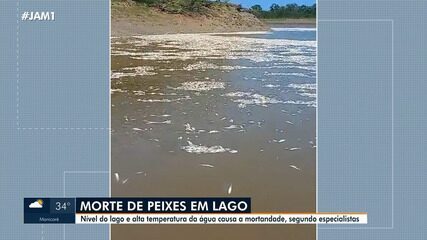 Vídeo mostra peixes mortos no Lago do Piranha em Manacapuru, no AM