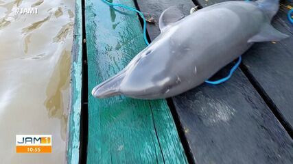 Com seca, mais de 20 botos aparecem mortos no Lago de Tefé, no AM