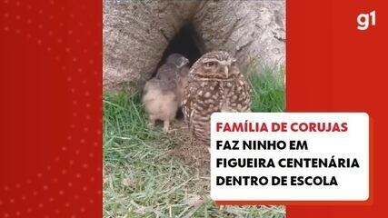 Família de corujas faz ninho em figueira centenária dentro de escola e encanta crianças