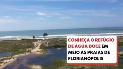 'Lençóis joaquinenses' são refúgio de água doce em meio às praias de Florianópolis