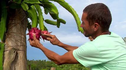 Pitaya: planta exótica se adapta no ES; conheça produção de Presidente Kennedy