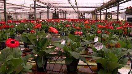 Dia das Mães aquece mercado de flores