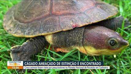 Espécie de cágado ameaçada de extinção é encontrada em floresta em Cachoeiro