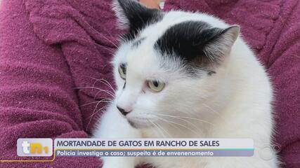 Moradores de condomínio de ranchos denunciam a morte de gatos em Sales