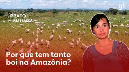 Por que tem tanto boi na Amazônia?