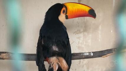 Zoológico recebe e trata animais vítimas de incêndios em Rio Preto