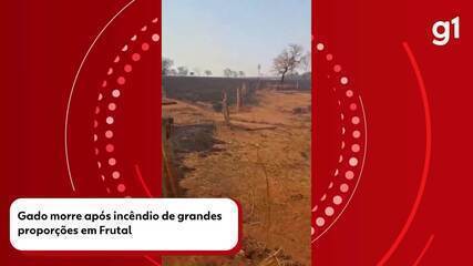 Gado morre após incêndio de grandes proporções em Frutal