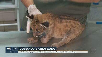 Filhote de onça-parda está em tratamento no Bosque de Ribeirão Preto