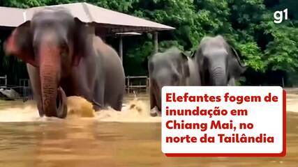 Elefantes fogem de inundação em Chiang Mai, no norte da Tailândia