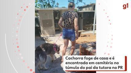 Cachorra foge de casa e é encontrada em cemitério no túmulo do pai da tutora no PR