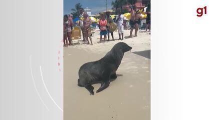 Lobo-marinho descansa em Bombinhas, SC