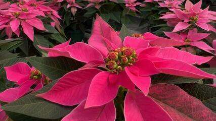 Flor do Natal tem vermelho intenso e alta procura nesta época