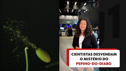 Cientistas desvendam o mistério do pepino-do-diabo