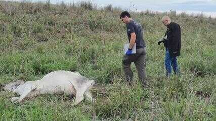 Polícia multa em R$ 507 mil dono de fazenda onde gado morreu por desnutrição em Penápolis