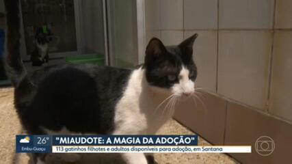 MIAUdote: prefeitura realiza feira de adoção de gatos na Zona Norte de SP, neste sábado