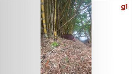 Capivara é resgatada após ‘invadir’ casa em Piraju