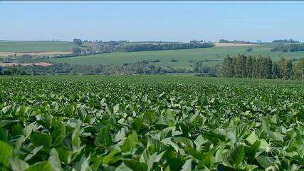 Principal produto do Agronegócio completa 100 anos de cultivo no Brasil