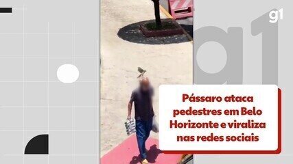 Pássaro ataca pedestres em BH e viraliza nas redes sociais - Créditos: @michellesousami/TikTok