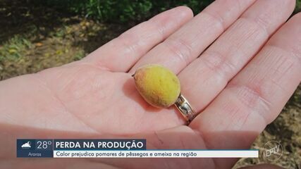 Calor intenso prejudica safra do pêssego em Gavião Peixoto