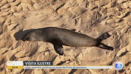 Lobo-marinho continua nas areias da Praia de Ipanema