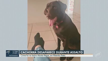 Cachorra Zoe desaparece durante assalto em Ribeirão Preto