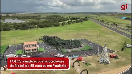 Vendaval derruba árvore de Natal de 45 metros em Paulínia