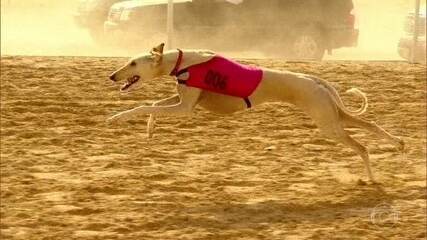 Saluki, o cão mais veloz do mundo, custa o mesmo que um apartamento