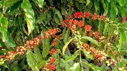 Café clonal é opção de renda para pequenas propriedades de MT