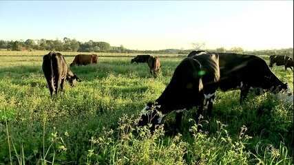 Globo Rural: leite orgânico avança entre produtores paulistas