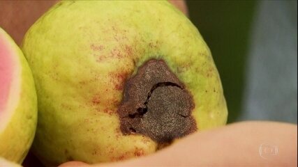 Mosca-da-fruta na goiaba. Como prevenir? Reportagem do Globo Rural exibida em 25/08/2019.