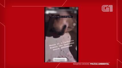 Cachorro foi castrado em uma república de estudantes