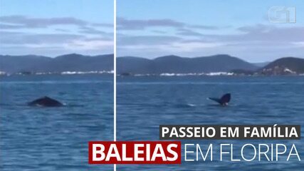 Cinco baleias são vistas nadando juntas em Florianópolis