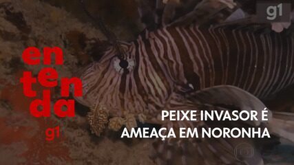 Por que um peixe invasor ameaça o ecossistema em Fernando de Noronha