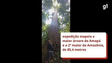 Expedição localiza a maior árvore do Amapá e a segunda maior da Amazônia, de 85,4 metros