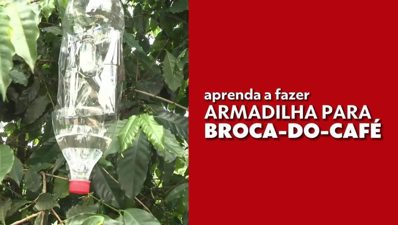 Aprenda a fazer armadilha para broca-do-café