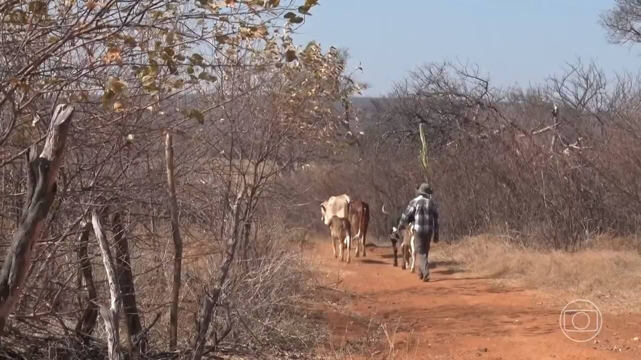 Mais de cem cidades do Piauí decretaram situação de emergência por causa da seca