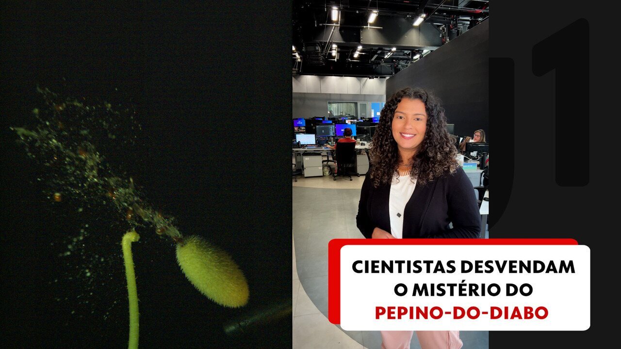 Cientistas desvendam o mistério do pepino-do-diabo