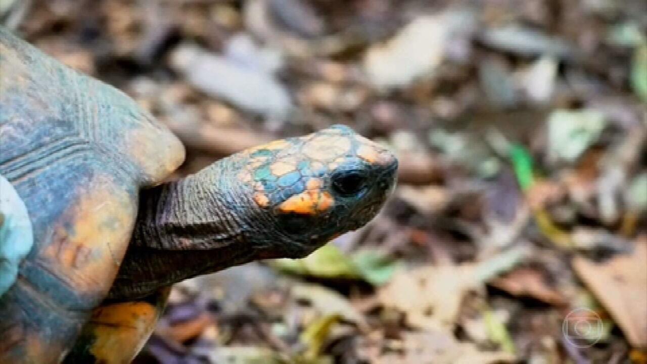 Animais são reintroduzidos na fauna da Floresta da Tijuca por projeto