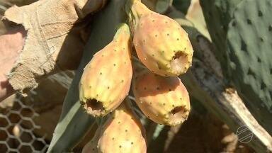 Fruto da infância: produtor de Campo Grande cultiva fruto que marcou sua vida - Fruto da infância: produtor de Campo Grande cultiva fruto que marcou sua vida