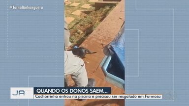 Cachorrinho entra em piscina e precisa ser resgatado pema PM, em Formosa - Policiais tiveram que pular muro porque casa estava fechada.