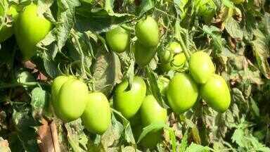 Bloco 01 Caminhos do Campo (13 08 23) - Segunda safra do tomate pode mexer com os preços no estado. Nas últimas semanas o produto ficou mais barato, mas ainda custa o dobro do que um ano atrás. Veja a cotação de hortigranjeiros comercializados na Ceasa de Londrina.