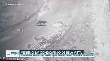 Mistério em condomínio de Bela Vista - Moradores estão com medo após felinos serem filmados pelo local.