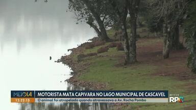 Motorista mata capivara no lago municipal de Cascavel - O animal foi atropelado quando atravessava a Av. Rocha Pombo